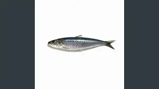 Long Sardine x Mr. Brightside