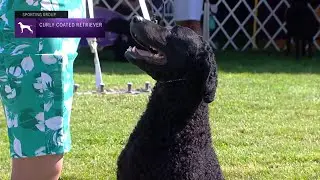 Retrievers (Curly-Coated) | Breed Judging 2021