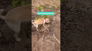 #dogtrainer #dogtraing #forcefreedogtraining #dogwalkinglife #dogmom