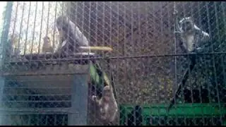Monkeys, Nikolaev zoo, Ukraine, 2010.mp4