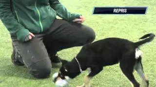 Puppytraining