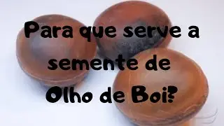 PARA QUE SERVE A SEMENTE DE OLHO DE BOI - Tony Santos | UMBANDA CURIOSA SARAVA.