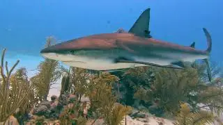 Hamanasi | Diving & Snorkeling Highlights | April 2024