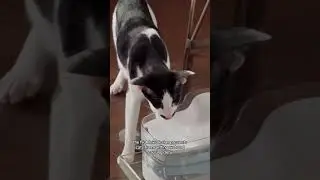 PETGUGU Water Fountain