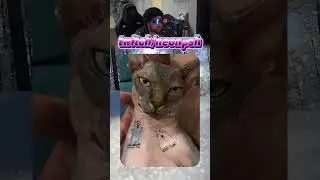 И как он на работу теперь устроится?☹️ | twitch.tv/neonpsh - розыгрыши и турниры каждый месяц!