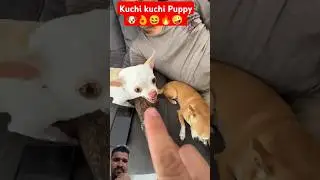Kuchi kuchi Puppy 🐶👌😆🔥🤪 #funny #trending #funny #shorts #viral #viralshorts