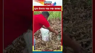 Huge Mass Of Ganja Seized From Forest In Koraput | Kanak News Shorts