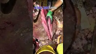 Tuna Machli daver machli / karachi fishri \ Bone less cutting \ short 