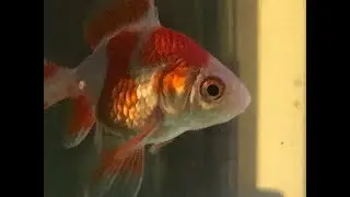 New Goldfish for my Aunt for Christmas 2018