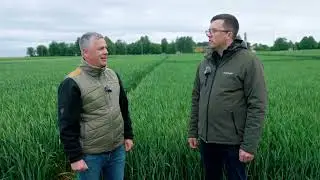 z/s Arāji paveiktie darbi ziemas kviešos un ziemas rapsī