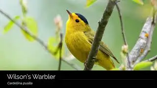 Wilson's Warbler