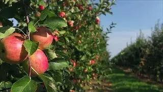 The South&rsquo;s Best Apple Orchards | Southern Living