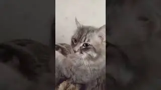 puff ball