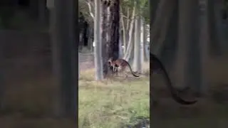 Normal for Australia #kangaroo #road #crossing #animals #animals #shorts #short #shortvideo