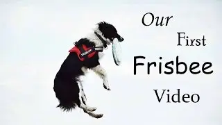 Frisbee Time |  Maya | Border Collie