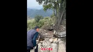 意外的惊喜 #灌木金弹子#户外挖桩