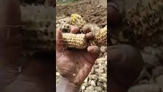 Preparing to plant African black shade (managu) #farming 