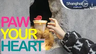 Bear paw coffee brewed by hearing-impaired staff goes viral in Shanghai