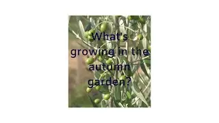 Autumn in a Temperate Permaculture Garden