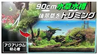 【水草トリミング】伸びてきたロタラなど有茎草メインに構図に沿ったラインでトリミングしていく#aquarium #トリミング#水草水槽#natureaquarium