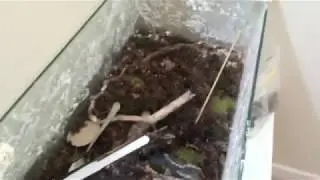 How To Prevent Your Pet Ants From Escaping.