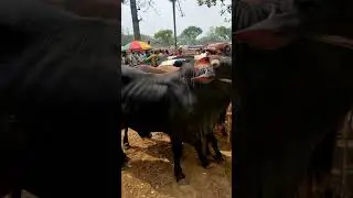 Discover the World's Largest Cow Bazaar! 🐄 | Amazing Livestock Market Exploration #cow #shorts
