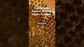 Nature's SECRET Hive of Hidden Treasure! #nature #shots