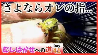 41-③.【危険】ライトトラップでヘビトンボに噛まれて...!![昆虫探検1600『むしはかせへの道』]