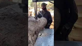Efficient Sawmill Machinery for Monkeypod Wood #woodprocessing #monkeypod #usa