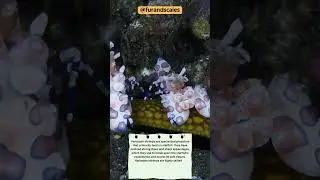 Harlequin Shrimps Feeding on Starfish in Bali | Incredible Underwater Predators