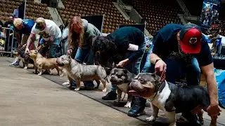 BULLY WARS 3 PRESENTED BY NEW FOUNDATION BULLY CAMP : BULLY TALK WITH ZEB PITS