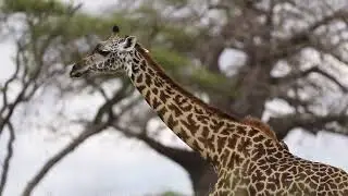 FJ Wildlife Photography