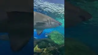 #ripleysaquarium #canada #toronto #travel #money #babyshark #shorts #shortvideo #trending #animals