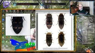 Buprestidae 1&ordf; parte