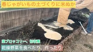 春じゃがいもの土づくりに米ぬかを撒きました/乾燥野菜を食べたり作ったり/残渣を埋める/