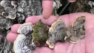 Могут ли грибы лечить COVID?