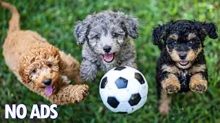 12 часов успокаивающей музыки для собак 🐶 Расслабляющая музыка для тревожных собак 💖 Глубокий сон