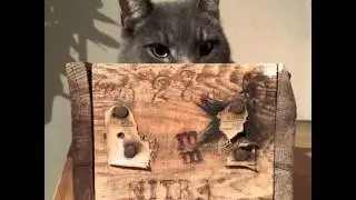 #cat #cats #pets #pet #スコティッシュフォールド #cutecats #animals #catstagram #cutecatsofinstagram #neko #kit