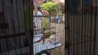 Pineapple conure at weekly bird matket   ||||   🐦   ||||   Beautiful Birds❤️