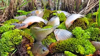 TOP Unique Fishing - catch fish a lot in moss mud at rice field by best hand a smart fisherman