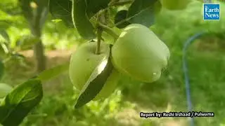 Horticulture department issues advisory for farmers to mitigate heatwave effects on fruit trees