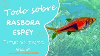 Rasbora espei Todo lo que necesitas saber sobre este fascinante pez