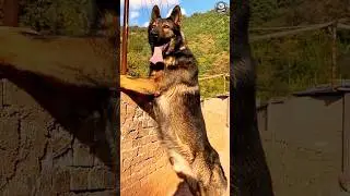 Unbelievable Dog Growth! 😲 From Tiny Puppy to Massive Beast!