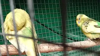 Live with natural & beautiful colours #livestreaming #youtubelive #birdslive