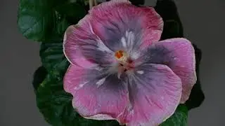 Moorea Hibiscus 🌺 ID: RMMA Blog Avenues 🌺 Origin: Moorea Island 🌺 Hybridizer: Charles Atiu
