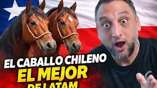 Pocos lo Saben: El Caballo Chileno es la Raza Más Antigua de América