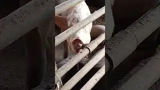 🐖 Pigs Nipples Drinkers 🚰 #asmr #pig #animals #viral #hogger #piggy #pigbreeding #farming #reels