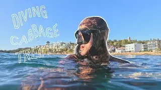 Diving Cabbage Tree Bay