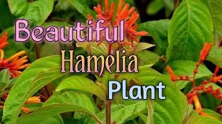 Beautiful Hamelia Plant || Bonfire Plant || GUL O GULZAR Gardening