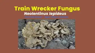 Neolentinus lepideus 🍄 Train Wrecker Fungus | First Field Record from Jagal, Pakistan